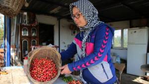 Tanesi 1 liraya satılan erkenci kiraz hediyelik oldu