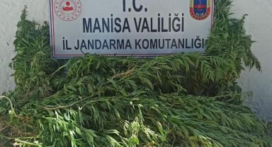 Şehzadelerde kenevir operasyonu