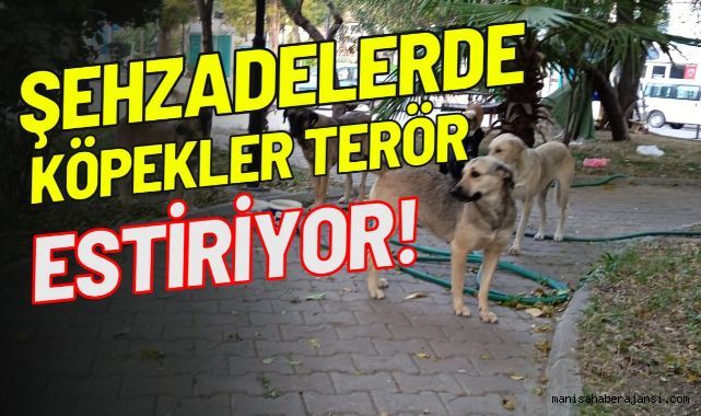 Şehzadelerde Başıboş Köpekler Terör Estiriyor