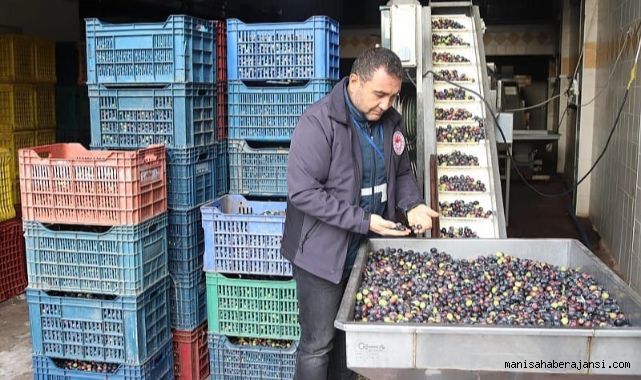 Akhisar İlçe Tarım Müdürlüğü Zeytin ve Zeytinyağı Üreten İşletmelerde denetime başladı