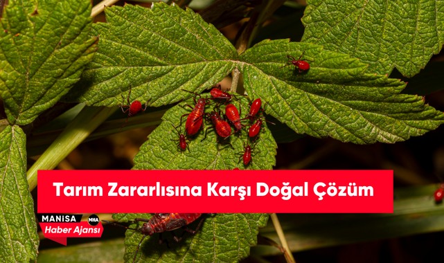 Tarım Zararlısına Karşı Doğal Çözüm