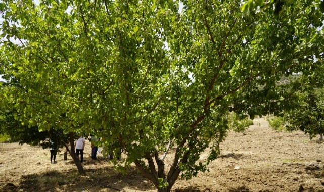 MEYVE BAHÇESİNDE HASAT BAŞLADI