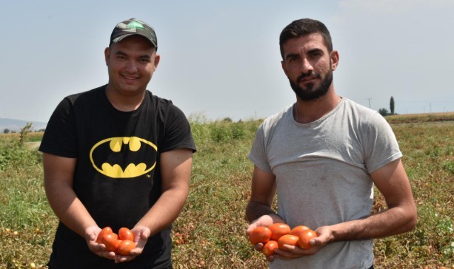 Manisalı Genç Çiftçi, Domates Fiyatlarının Düşmesi Nedeniyle Zor Durumda: “Sesimizi Artık Duyun, Yarın Çok Geç Olabilir”
