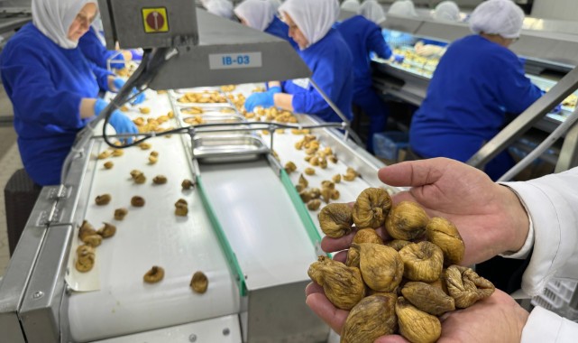 Kuru incir ihracatında yüzde 12’lik artış