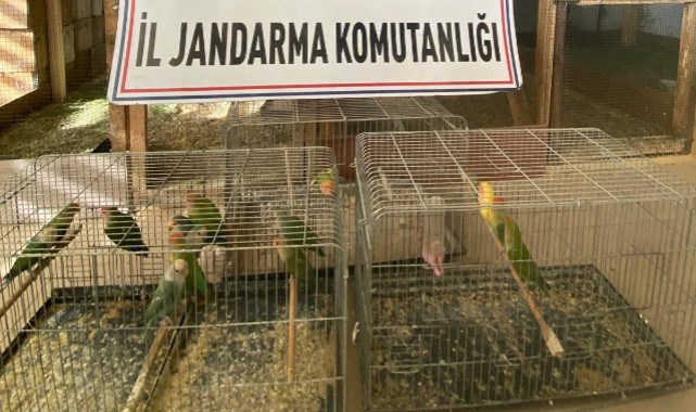 Manisa'da Kaçak Hayvan Ticareti Operasyonu: 1.458.000 TL Ceza