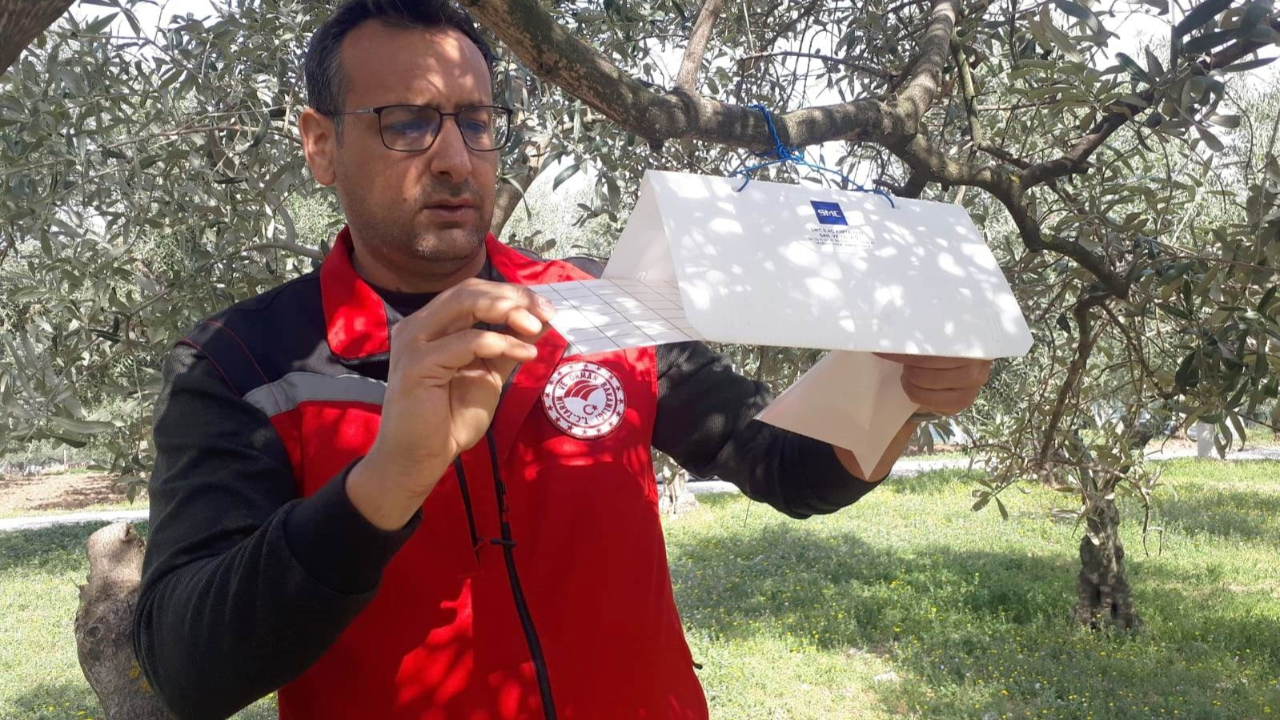 Akhisar’da Zeytin ve Meyve Bahçelerinde Zararlılara Karşı Yoğun Mücadele