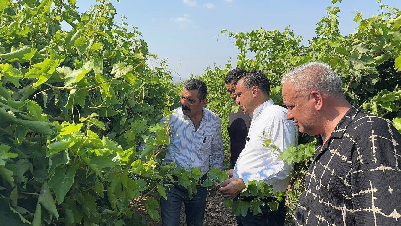 CHP’li Başevirgen: “TMO Acilen Üzüm Fiyatını Açıklamalı”