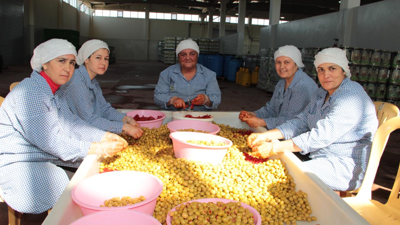 Sofralık zeytin ihracatı yeni sezona yüzde 13 artışla başladı