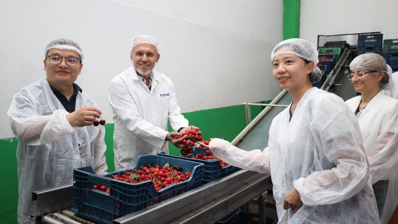 Çin, Manisa Kirazı İçin Yeniden Düğmeye Bastı