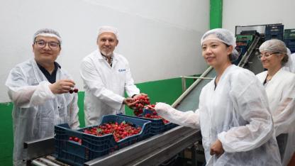 Çin, Manisa Kirazı İçin Yeniden Düğmeye Bastı