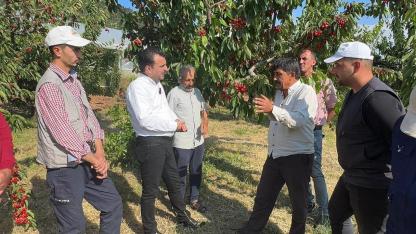 Manisalı Kiraz Üreticisi Dertli: Maliyetler Bel Büküyor