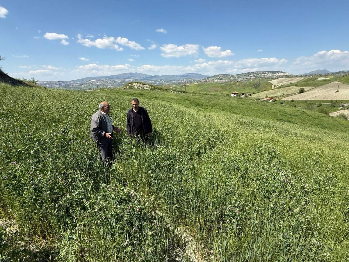Büyükşehir’in Dağıttığı Tohumlar Tarlalarda Yeşerdi