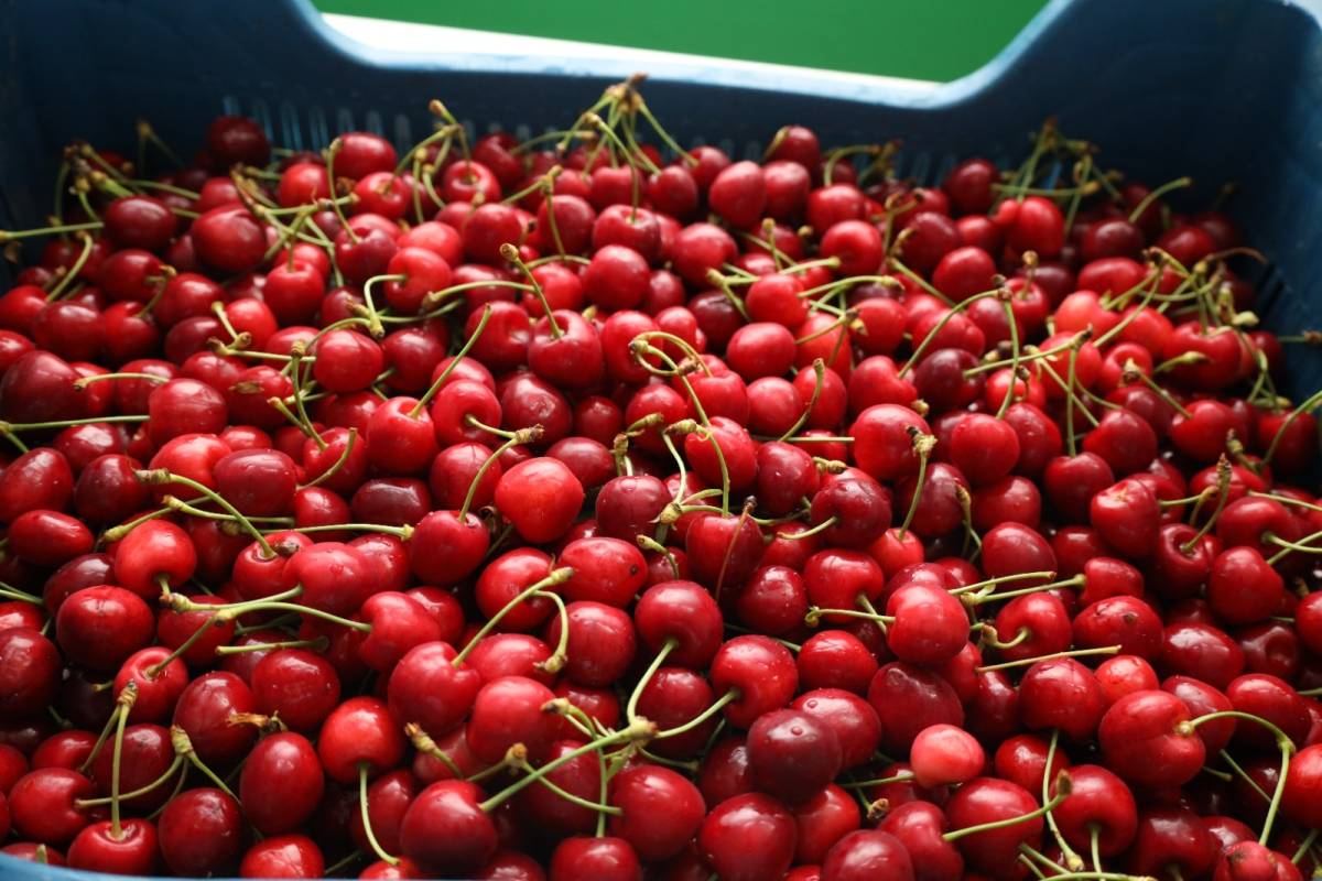 Çin, Manisa Kirazı İçin Yeniden Düğmeye Bastı